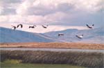 Argentina - lago argentino - ducks